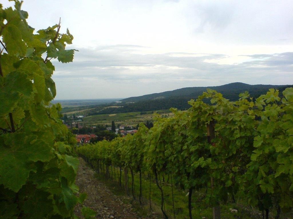 Villa Vinica Limbach Dış mekan fotoğraf