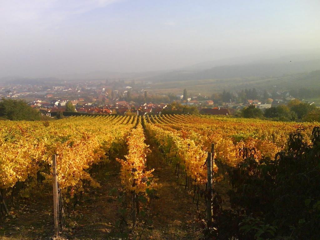 Villa Vinica Limbach Dış mekan fotoğraf